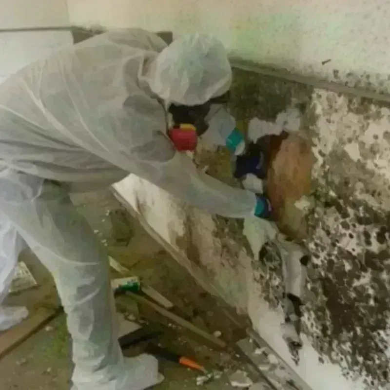 Mold Remediation and Removal in Minonk, IL